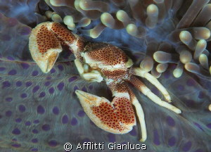 porcelain crab by Afflitti Gianluca 